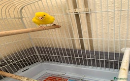 Canaries birds for sale: Canaries  - Image 3
