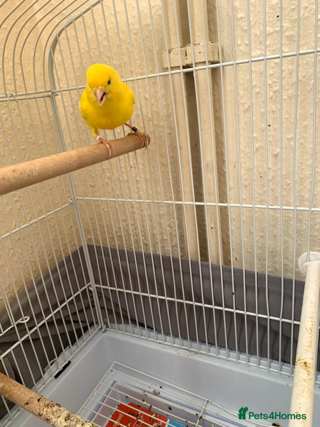 Canaries birds for sale: Canaries  - Image 3