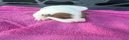 Jack Russell dogs for sale: Parson jack russles 5 boys 2 girls  - Advert 14