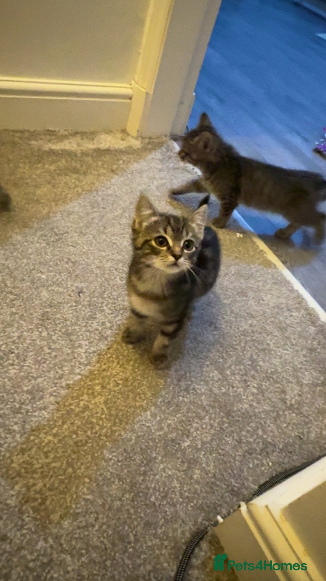 Ragdoll cats for sale: Taddy mixed with ragdoll for sale  - Advert 11