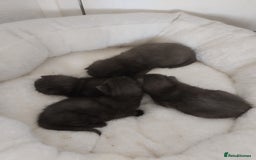 Mixed Breed cats for sale: Four black kittens - Image 1