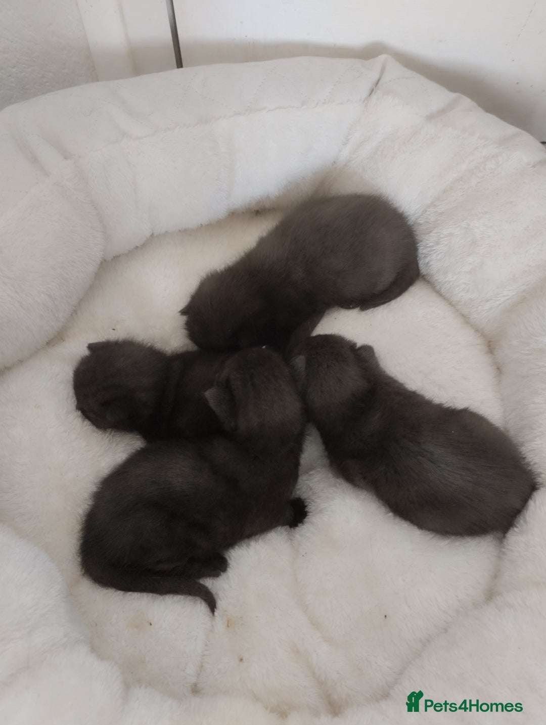 Mixed Breed cats for sale: Four black kittens - Image 1
