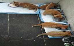 Mixed Breed cats for sale: 5 beautiful ginger kittens  - Image 2