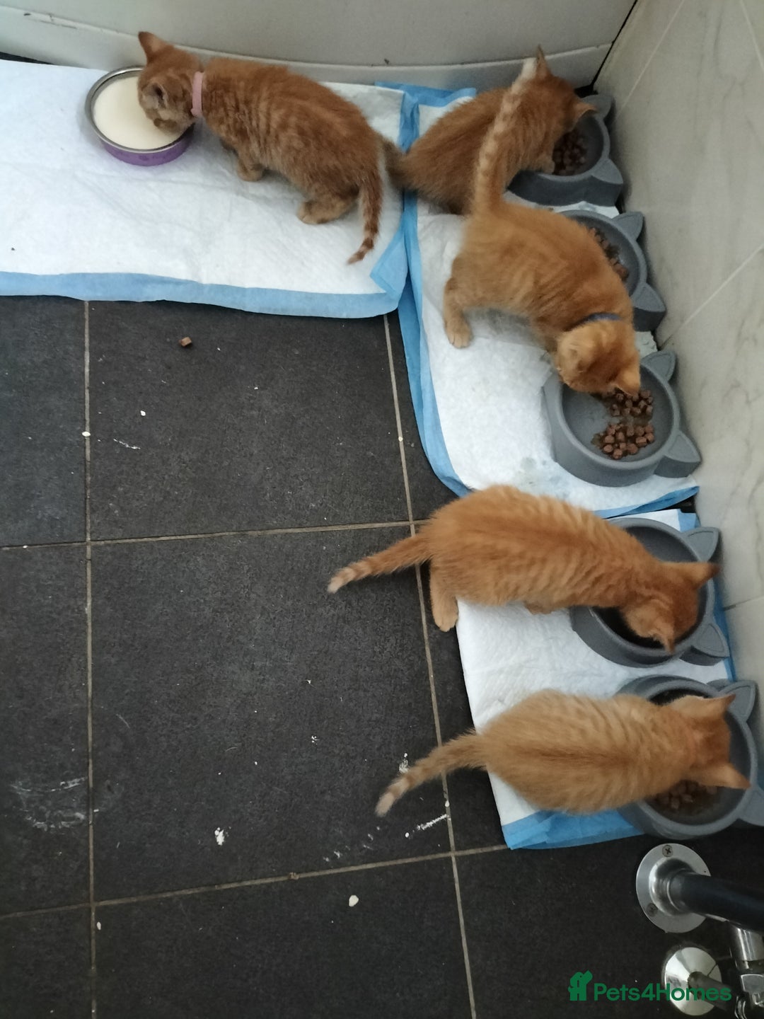 Mixed Breed cats for sale: 5 beautiful ginger kittens  - Image 2