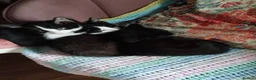 Mixed Breed cats for sale: Kittens  - Advert 4