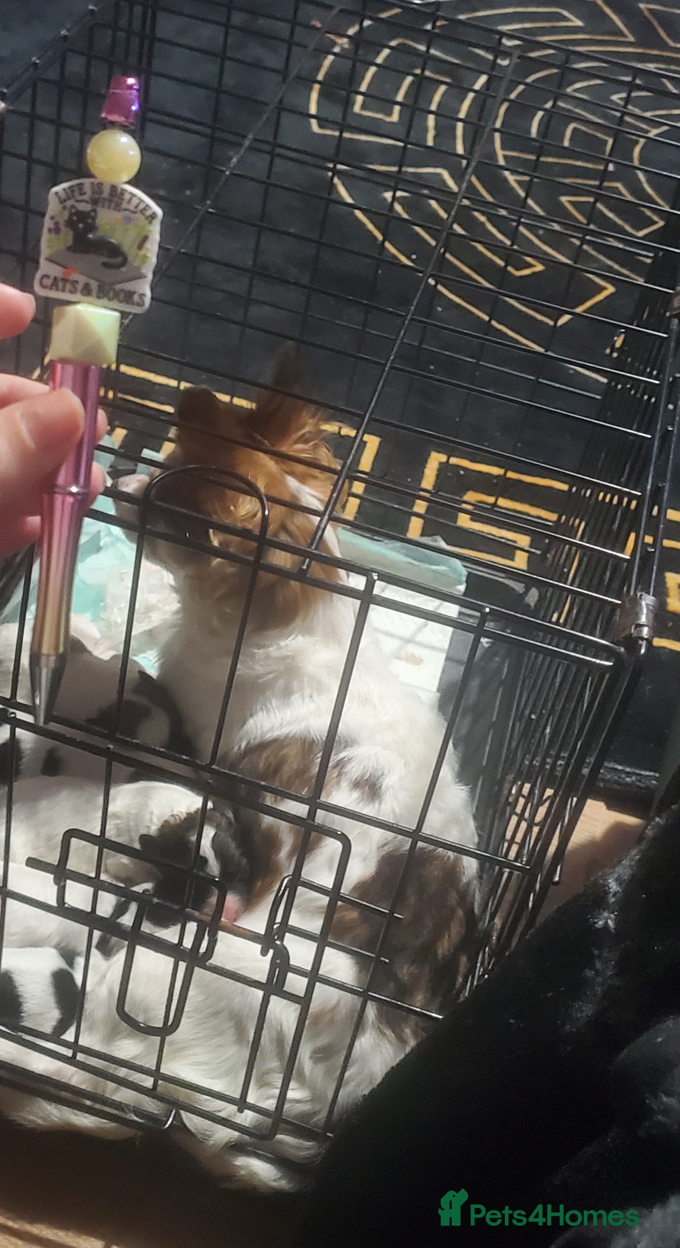 Chihuahua dogs Long haired Chihuahua pups - Advert 1