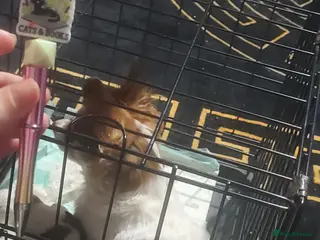 Chihuahua dogs Long haired Chihuahua pups - Advert 6