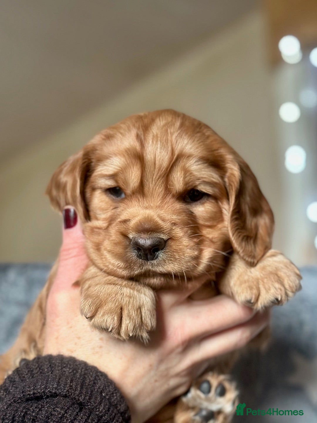Mixed Breed dogs for sale: Golden Red Cockalier Puppies 1x boy 1x girl  - Advert 10