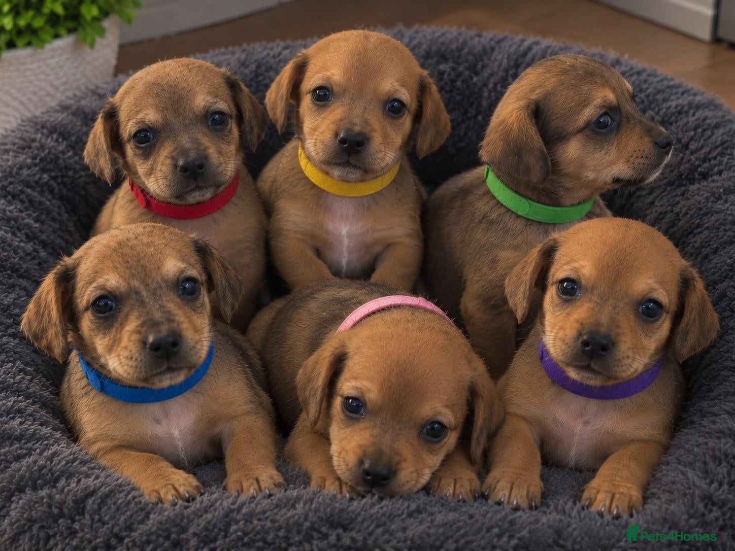 Chiweenie dogs Chiweenie pups - Advert 1
