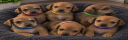 Chiweenie dogs for sale: Chiweenie pups - Advert 1
