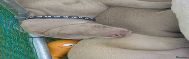Weimaraner 6