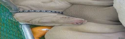 Weimaraner dogs for sale: Ready to go Weimaraner puppies KC registered - Advert 12