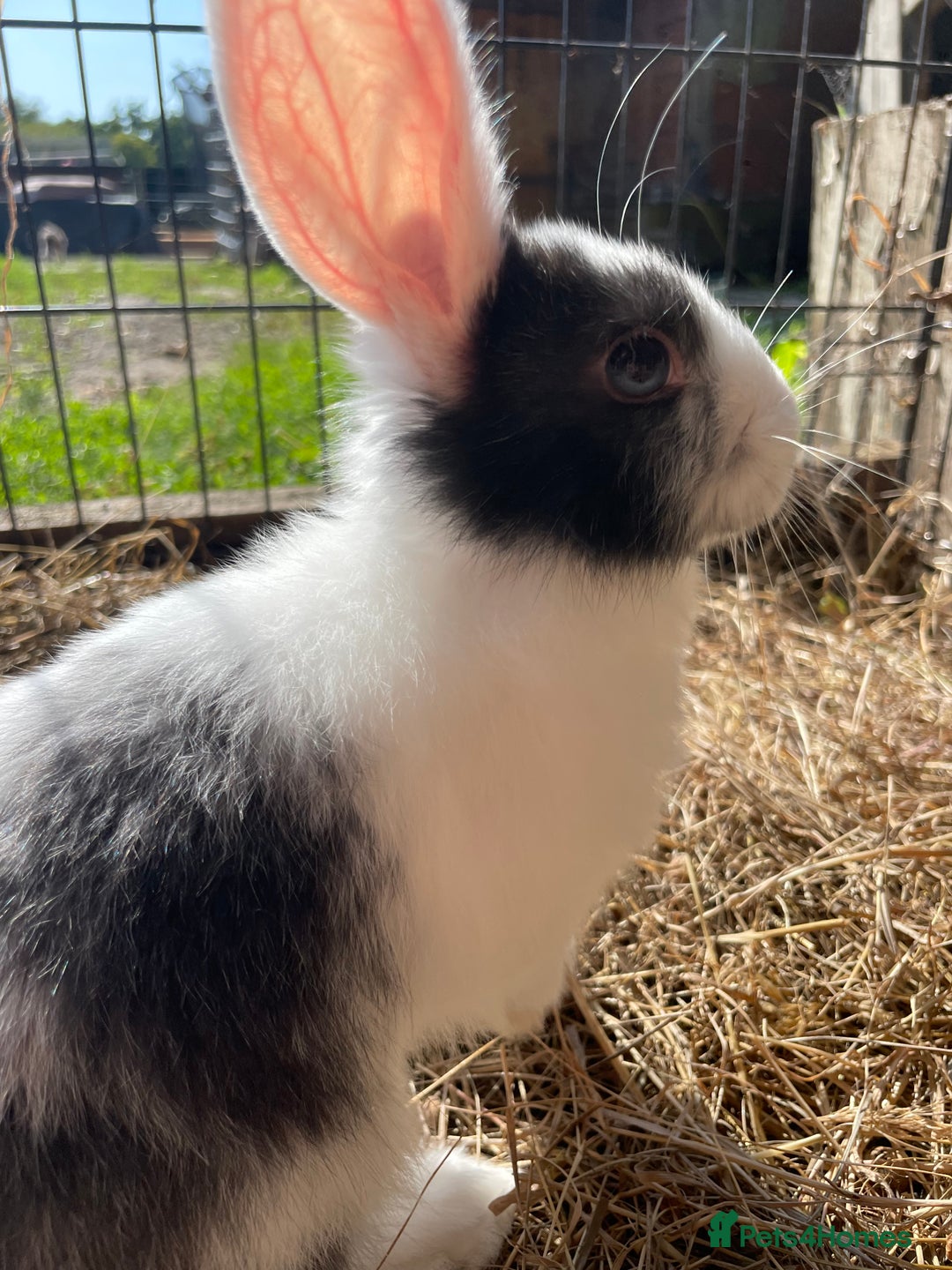Dutch rabbits for sale: Rabbits ready to go now  - Image 12