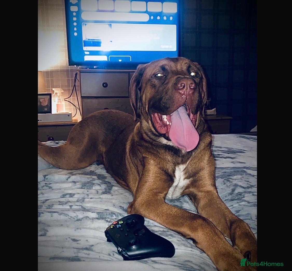 Dogue De Bordeaux dogs Dogue de Bordeaux - Advert 2