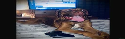 Dogue De Bordeaux dogs for sale: Dogue de Bordeaux - Advert 1