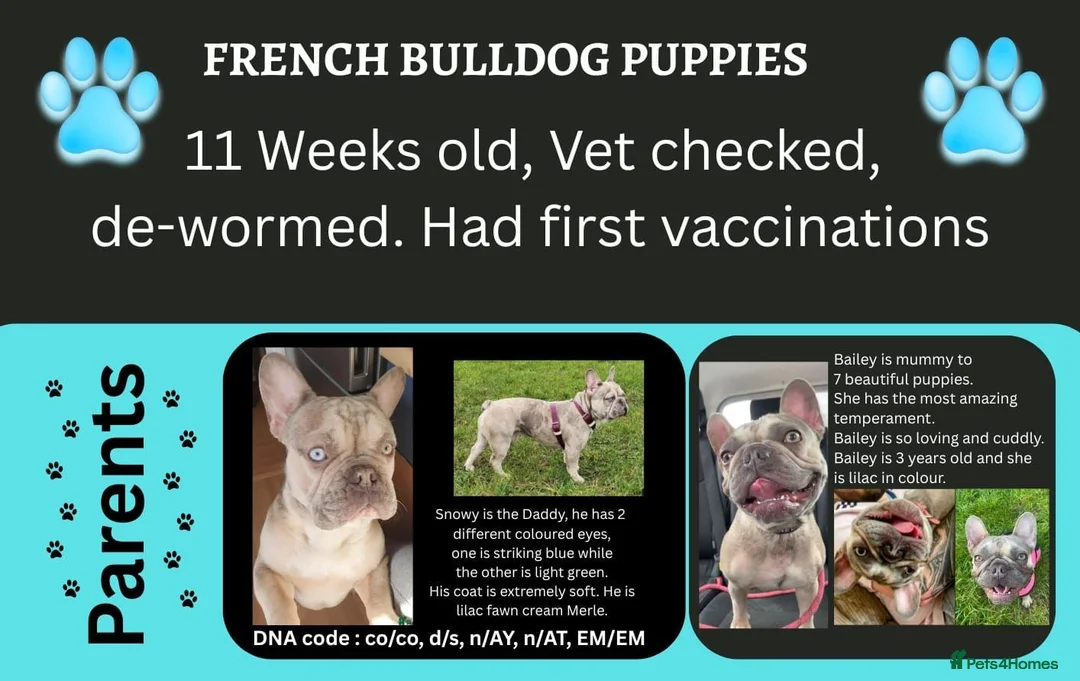 French Bulldog dogs for sale: 2 French bulldog puppies left in Bushey - Advert 2