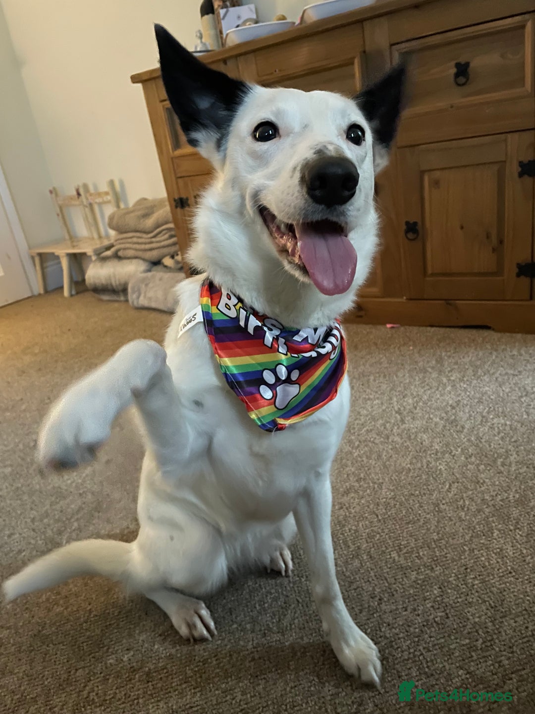 Border Collie dogs for sale: Koda is looking for her new home - Advert 10