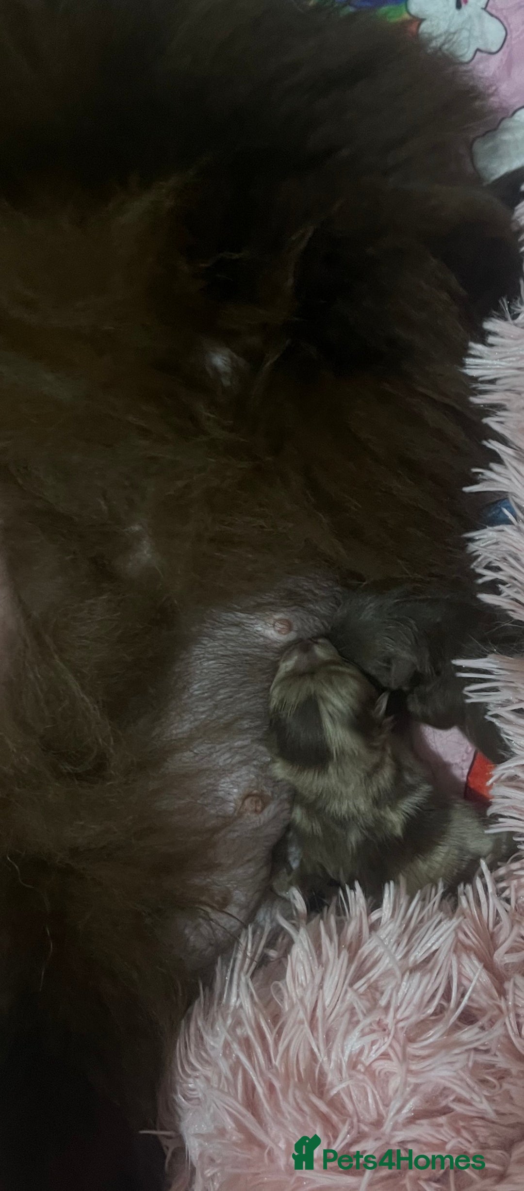 Pomeranian dogs for sale: Beautiful Merle Pomeranian - Advert 5