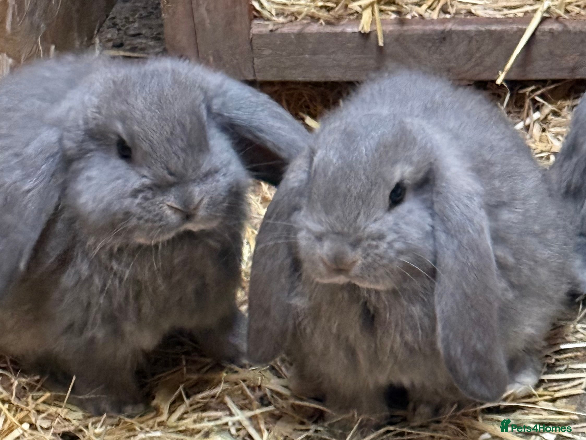 French Lop rabbits Gorgeous French lop bunnies - Advert 1