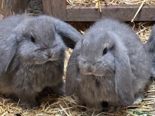 French Lop rabbits Gorgeous French lop bunnies - Advert 2