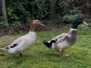 Ducks poultry Welsh Harlequin Ducklings Expected - Advert 1