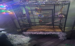 Cockatiels birds for sale: Baby Pied cockatiels - Advert 3