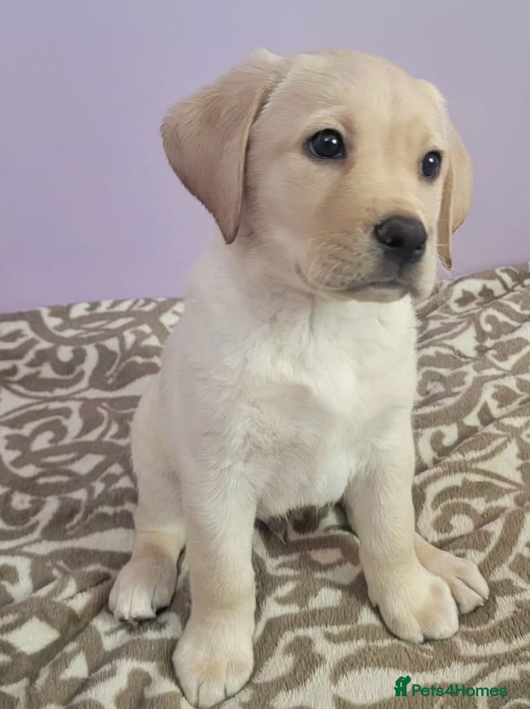 Labrador Retriever dogs for sale: Labrador puppies - Advert 3