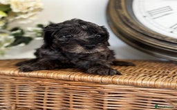 Cavapoo dogs for sale: Stunning F1b mini cavapoos  - Image 3