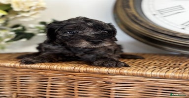 Cavapoo dogs - Advert 5