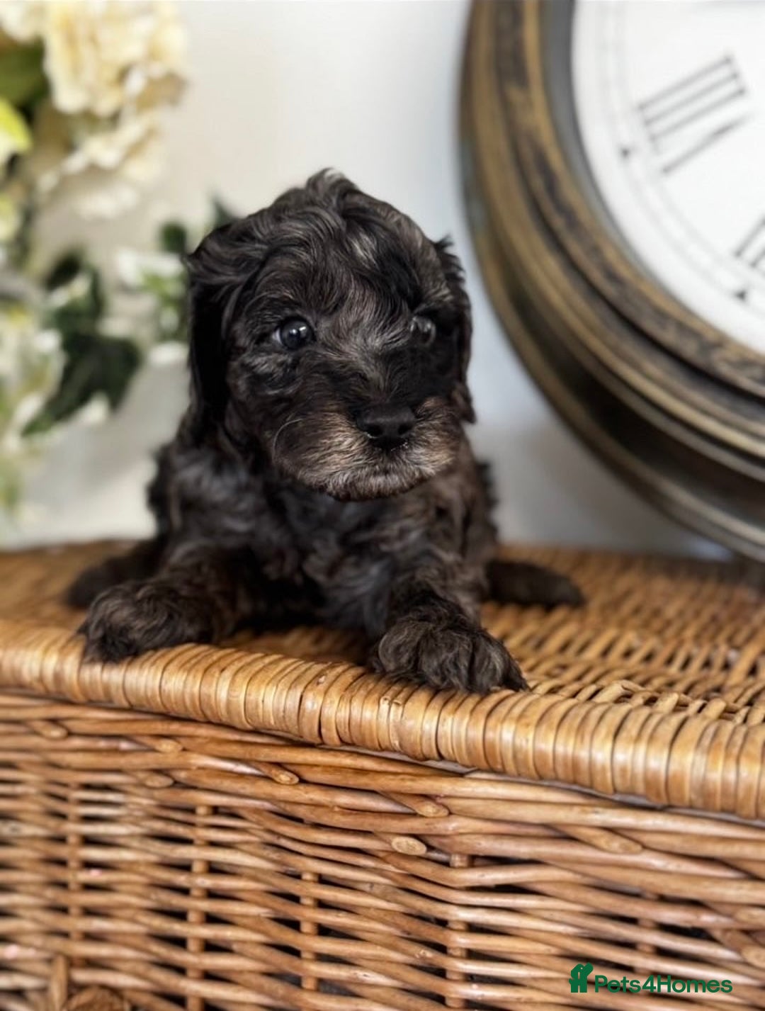 Cavapoo dogs for sale: Stunning F1b mini cavapoos  - Image 3