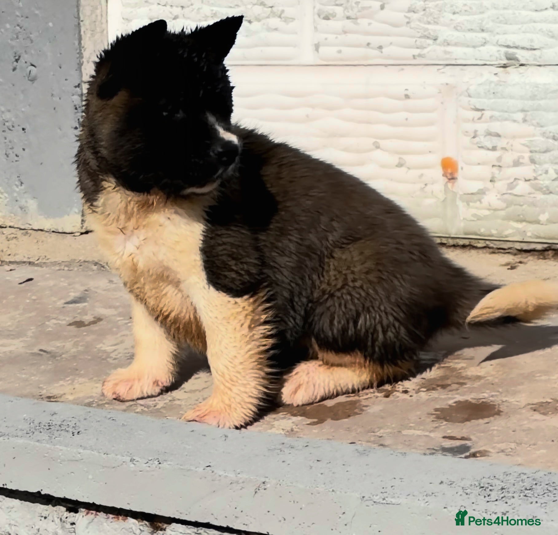 Akita dogs AKITA PUPS! PARENTS KC REGISTERED  - Advert 1