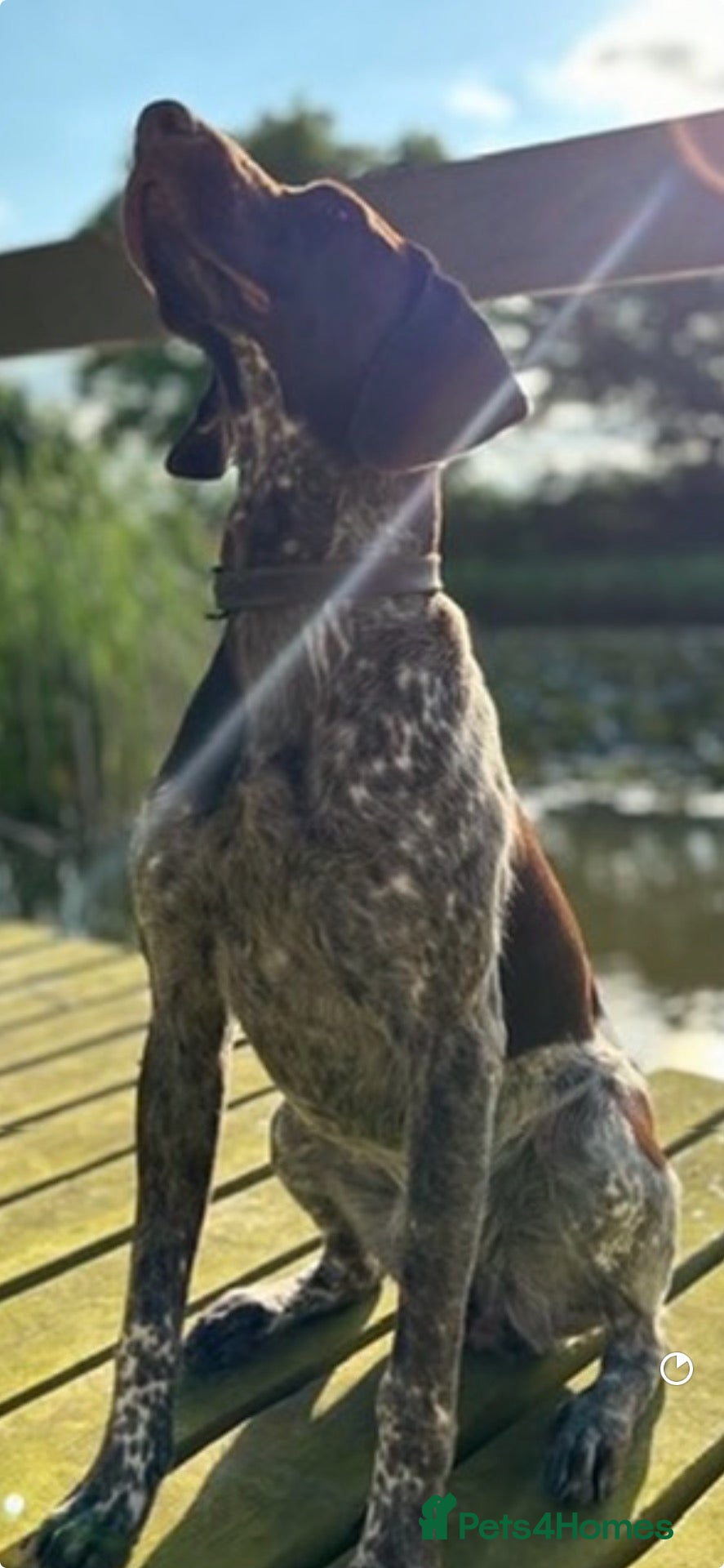 German Shorthaired Pointer dogs 🏆Exceptional GSP Puppies🏆 - Advert 8
