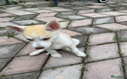 Siberian Husky dogs for sale: Siberian husky - Image 6
