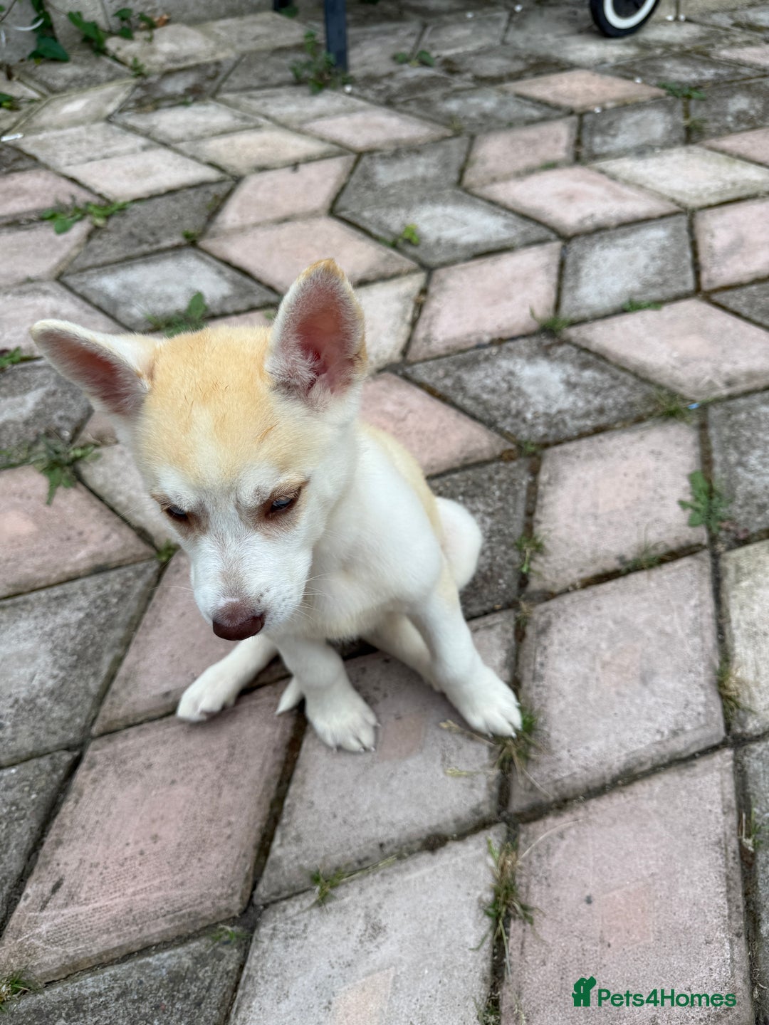 Siberian Husky dogs for sale: Siberian husky - Image 6