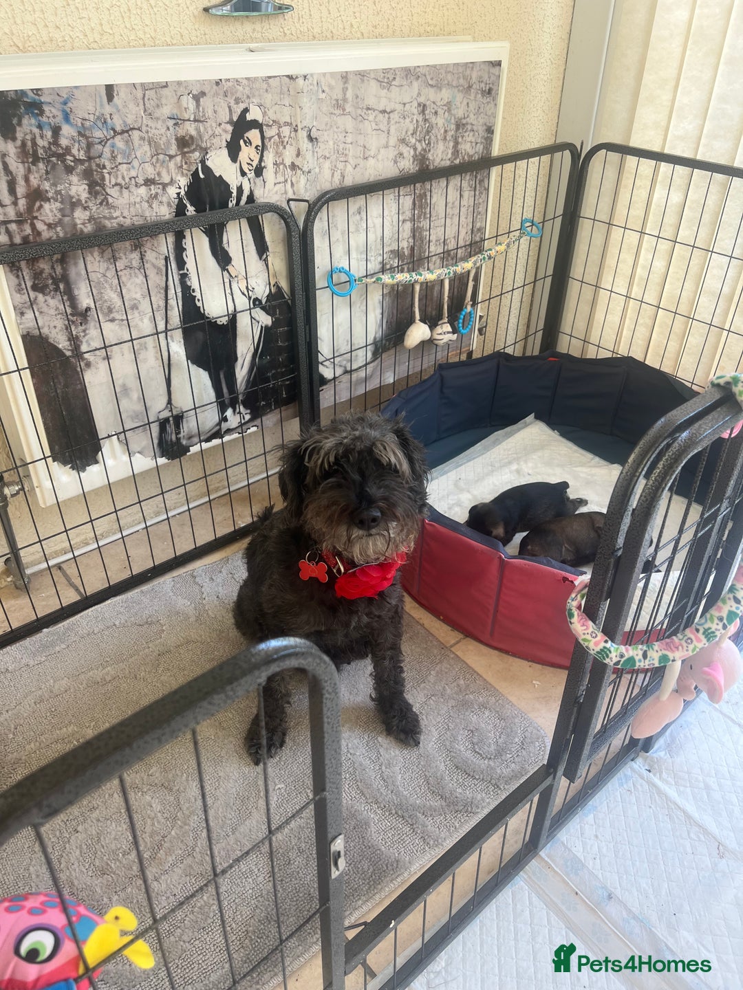 Miniature Schnauzer dogs for sale: 🐾🐶Schnauzer/Schnoodles🐶🐾 - Image 17