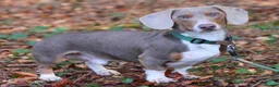Miniature Dachshund dogs for sale: Beautiful Smooth Haired Dachshund  in Mountain Ash - Advert 2