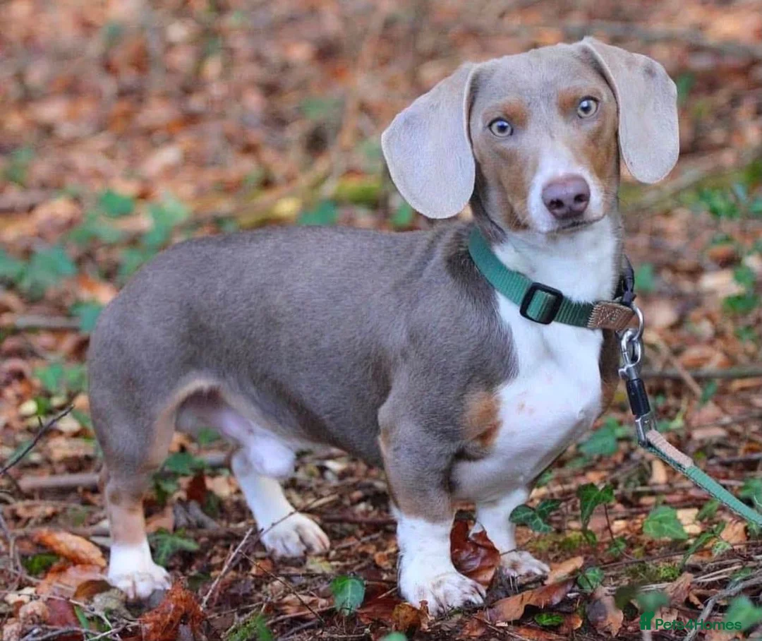 Miniature Dachshund dogs for sale: Beautiful Smooth Haired Dachshund  in Mountain Ash - Advert 2