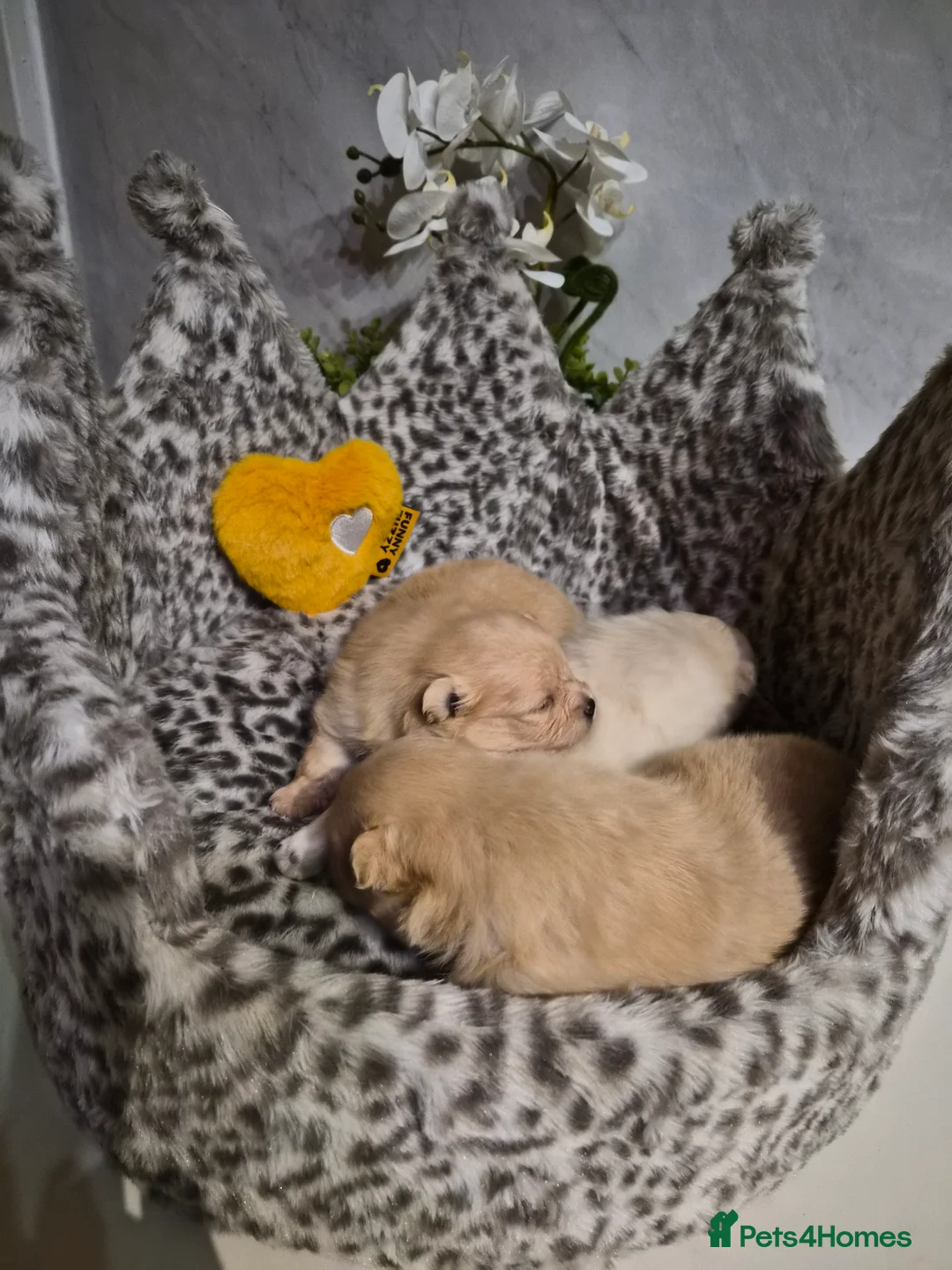 Pomeranian dogs for sale: 💝High Quality Korea/ Russia Babies💝 - Advert 25