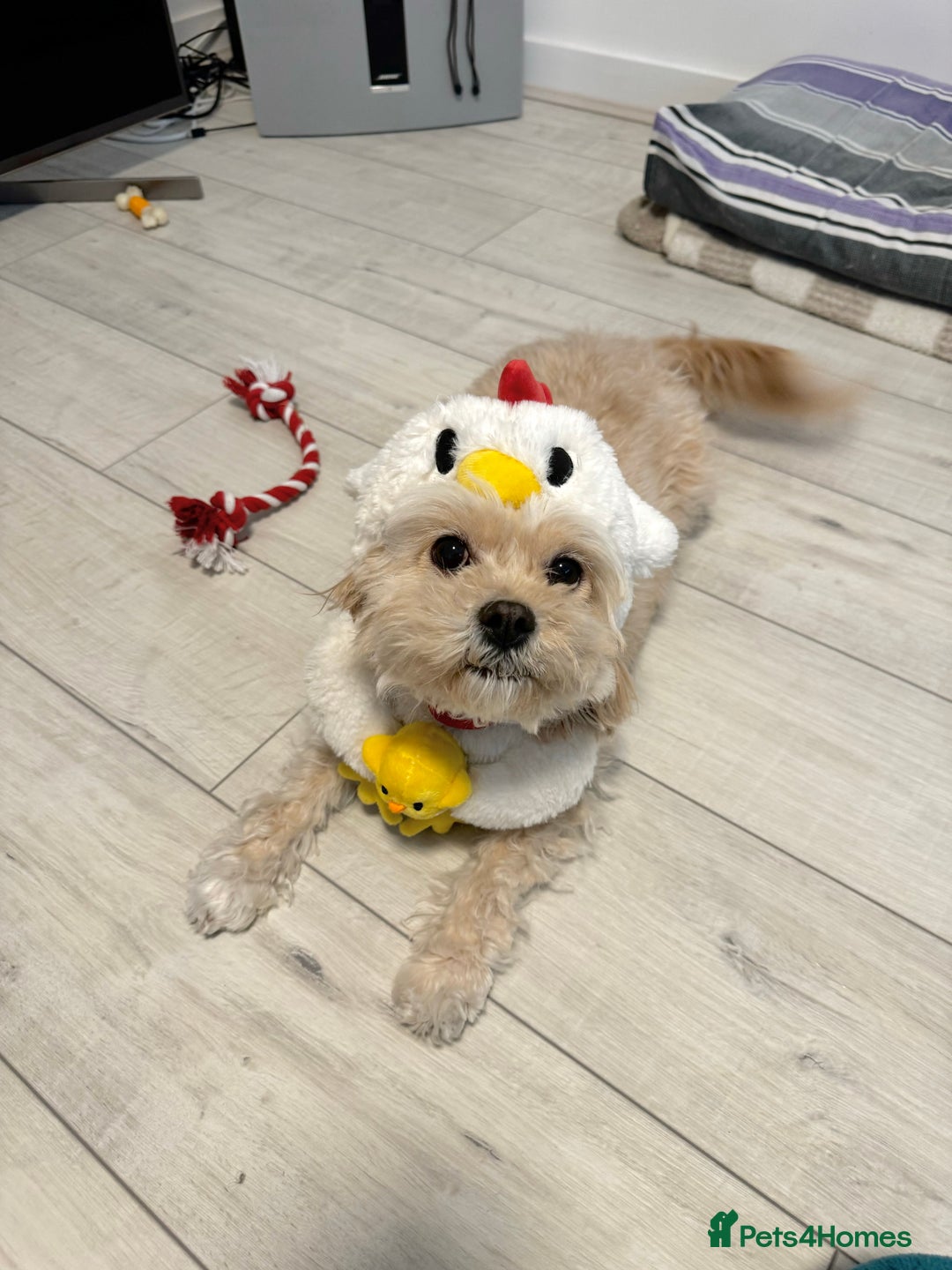 Cavapoo dogs for sale: Rehoming Adorable Cavapoo Girl - Image 5