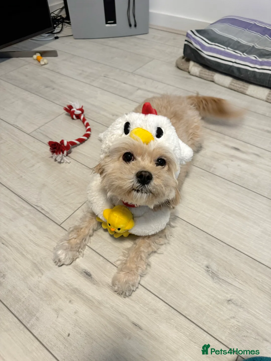 Cavapoo dogs for sale: Rehoming Adorable Cavapoo Girl - Advert 7