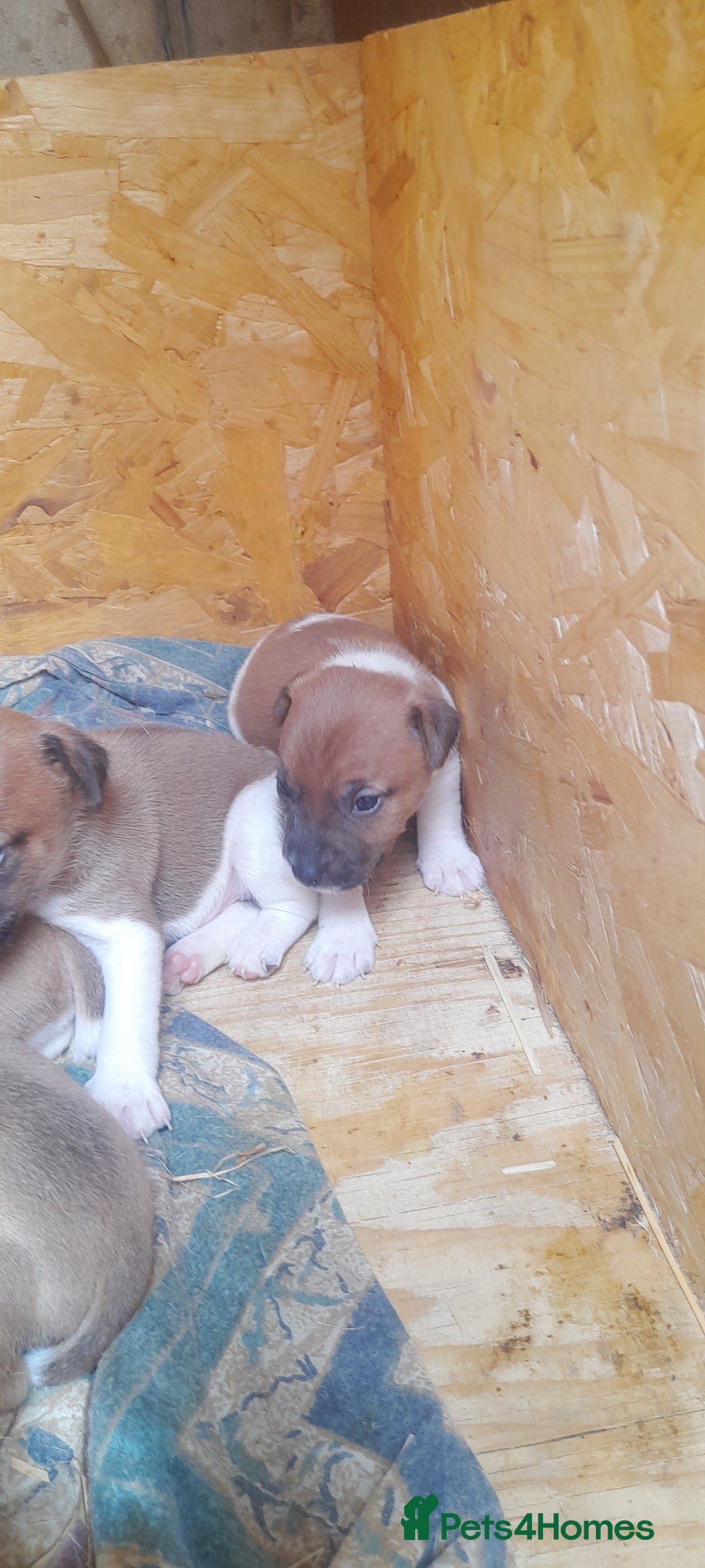 Plummer Terrier dogs for sale: Plummer terrier puppies  - Image 7