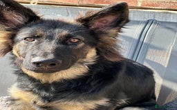 German Shepherd dogs for sale: Beautiful Female GSD - Image 4