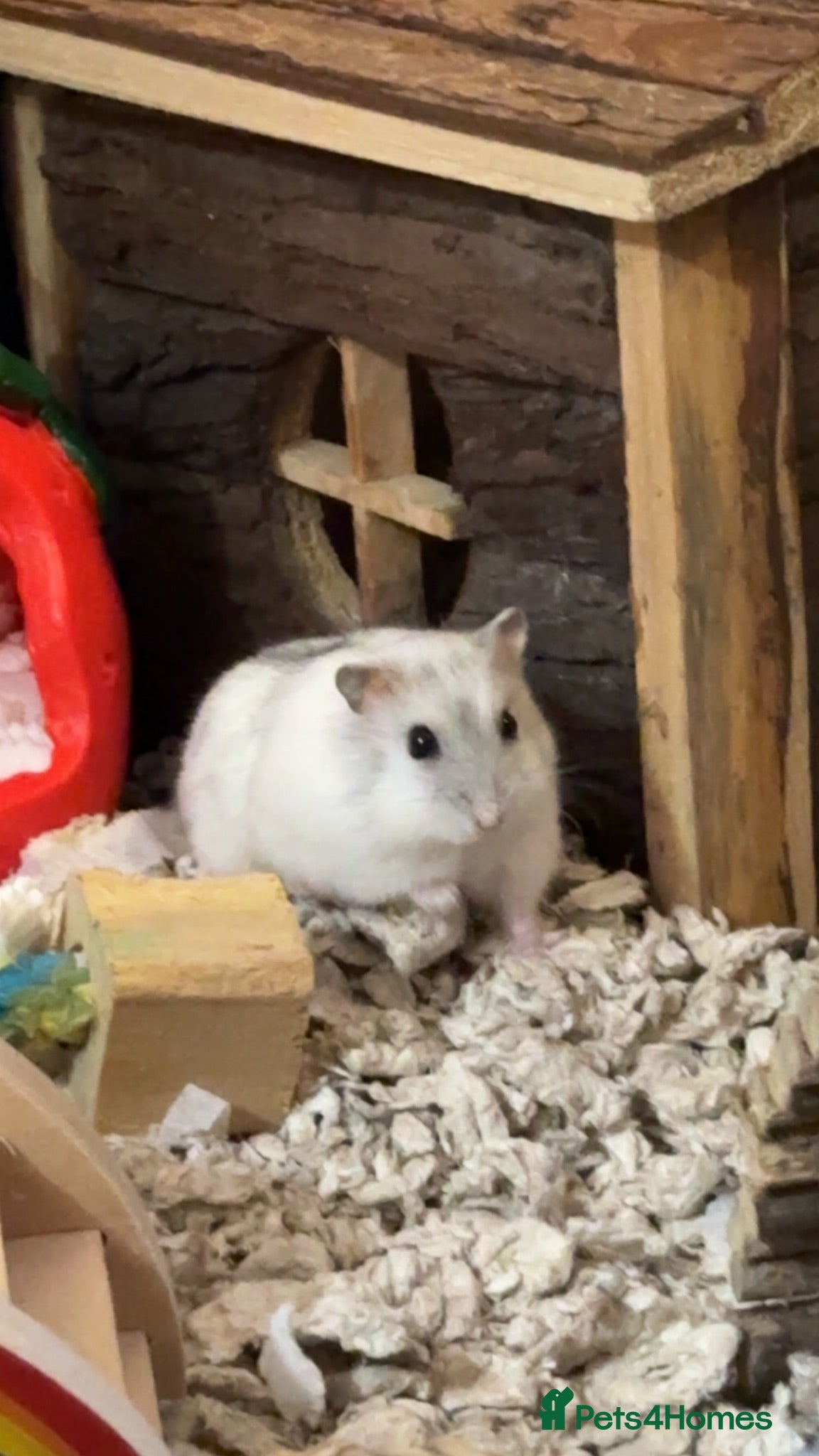 Hamster rodents Russian dwarf hamster + full set up - Advert 5
