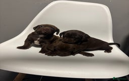 Sprocker dogs for sale: Sprocker puppy’s for sale  - Image 1