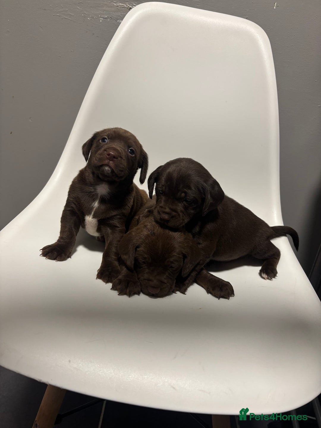 Sprocker dogs for sale: Sprocker puppy’s for sale  - Image 1
