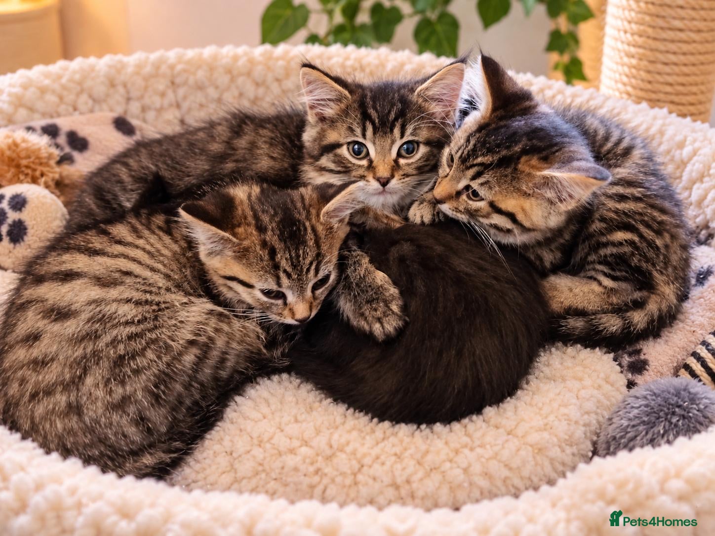 Mixed Breed cats for sale: Four beautiful kittens looking for a forever home  - Advert 3