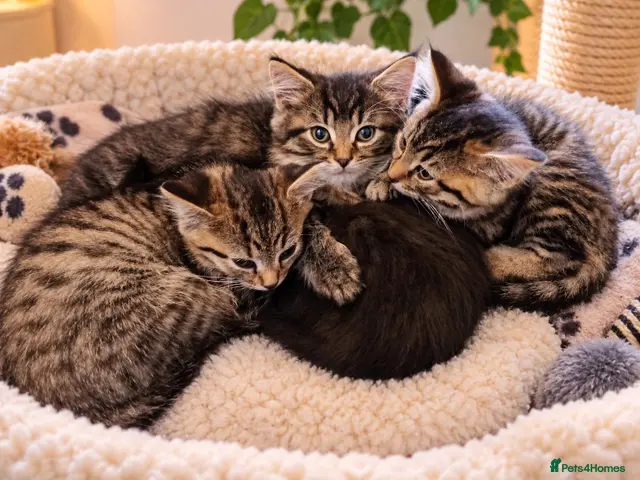 Mixed Breed cats for sale: Four beautiful kittens looking for a forever home - Advert 3