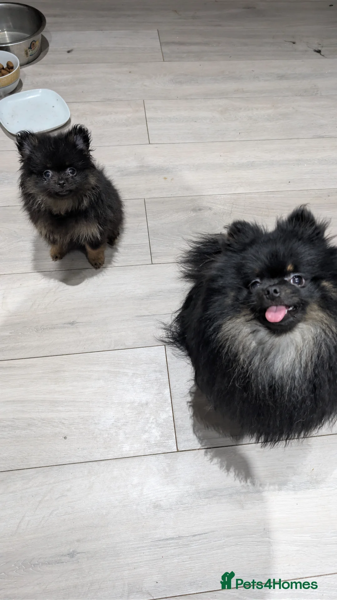 Pomeranian dogs for sale: Small Lond Haired Girl Poms in London - Advert 2