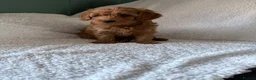 Cavapoo dogs for sale: F1b Cavapoo Puppies 1 Boy,2 Girls in Leeds - Advert 13