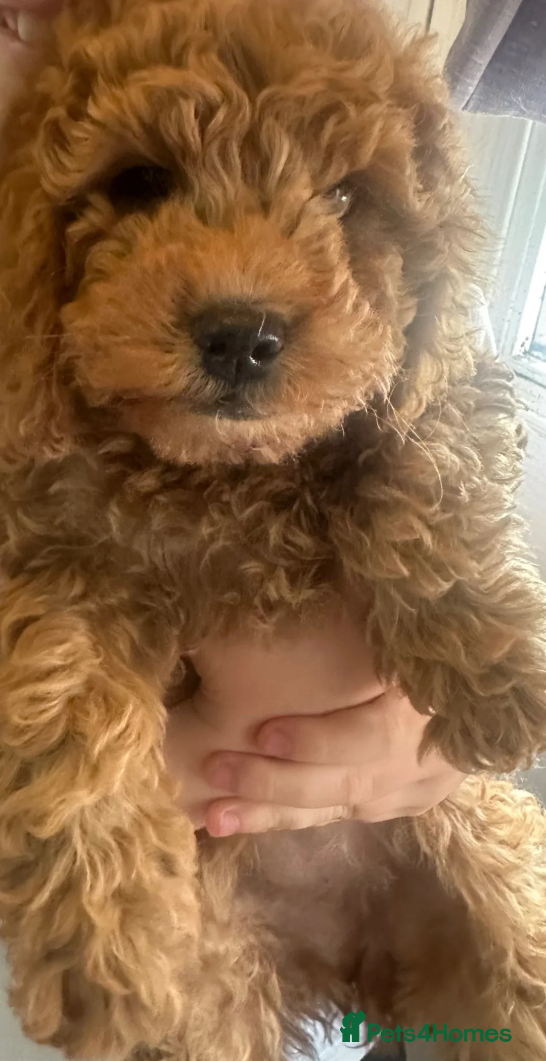 Cockapoo dogs for sale: Red cockapoo - Advert 2